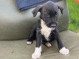 Gala, chiot femelle à adopter