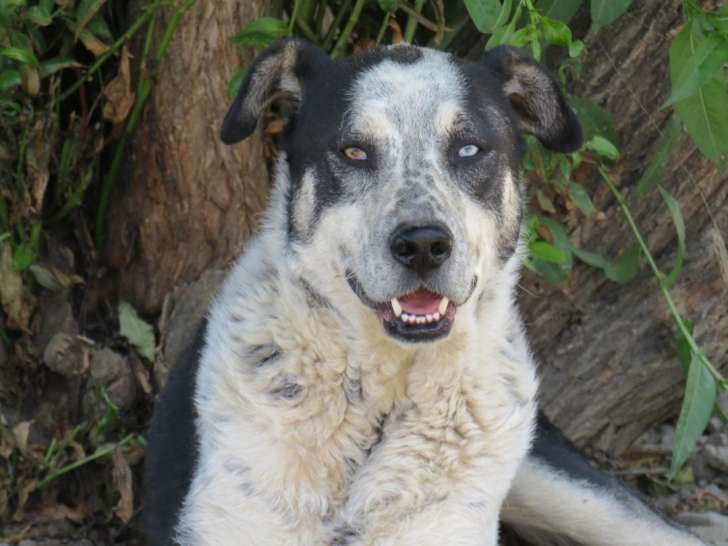 Kiwi, chien mâle à adpter
