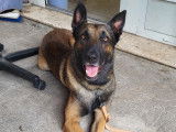 Roky, Malinois énergique et adorable à adopter