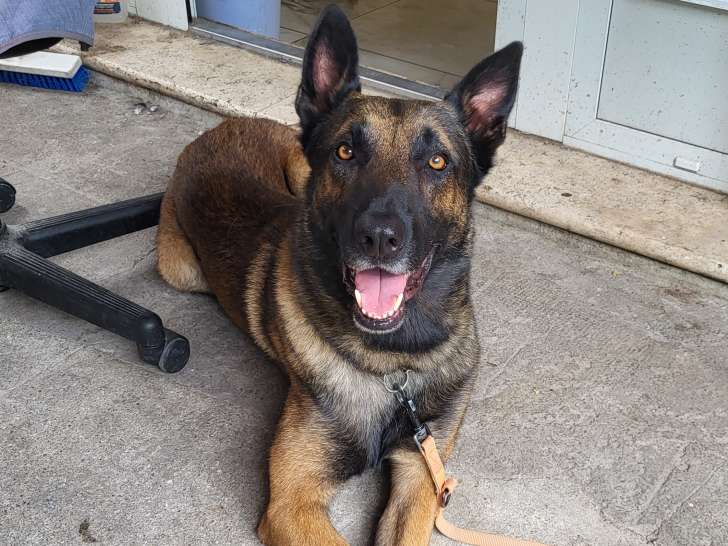 Roky, Malinois énergique et adorable à adopter