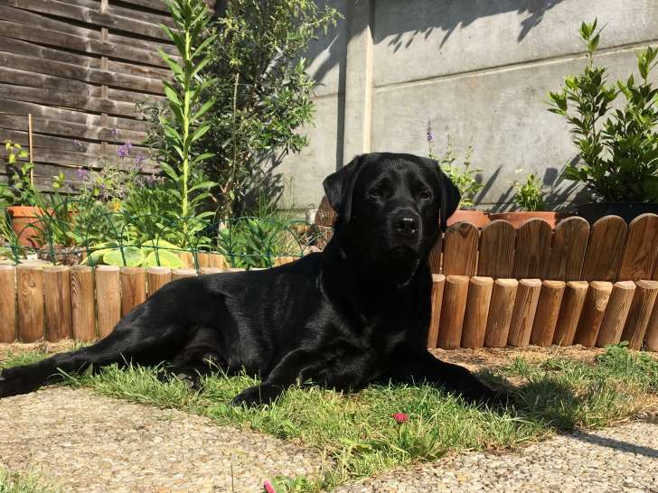 Magnifique mâle Labrador cherche femelle pour saillie sérieuse
