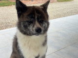 Mâle Akita Inu disponible pour saillie