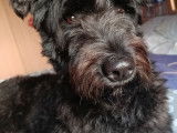 Croisé Bouvier des Flandres à donner