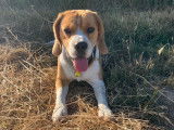 Mâle Beagle disponible pour saillie