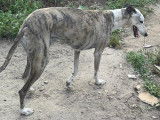 Sila, Galga douce et respectueuse au pelage sublime à adopter