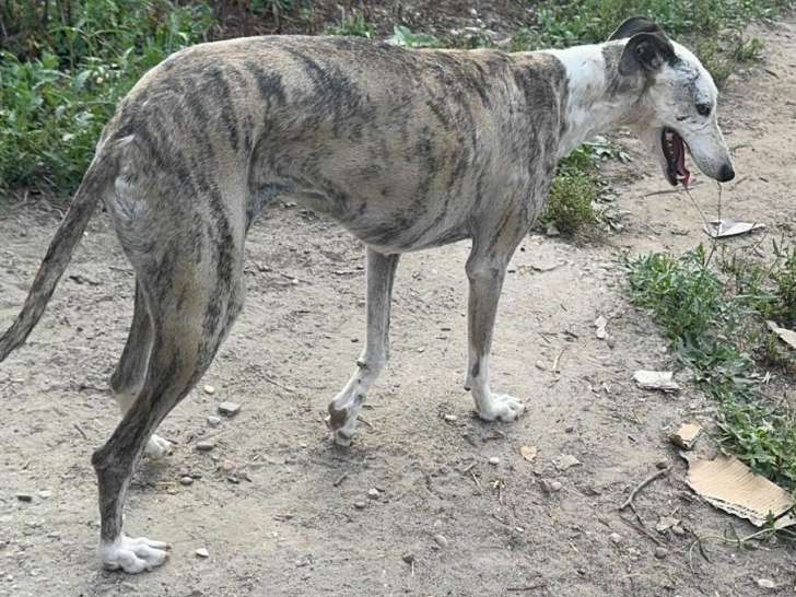 Sila, Galga douce et respectueuse au pelage sublime à adopter