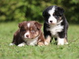 Véritables chiots Bergers Américains Miniatures LOF à vendre