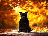 Femelle Staffie LOF à vendre