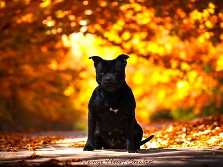 Femelle Staffie LOF à vendre