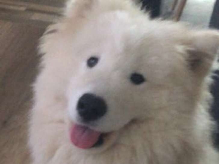 Chien adulte de race Samoyède à vendre