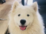 Chien adulte de race Samoyède à vendre