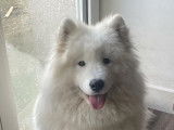 Chien adulte de race Samoyède à vendre