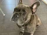 Chienne Bouledogue Français à vendre