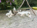 Chiots Montagne des Pyrénées (Patou) LOF à vendre