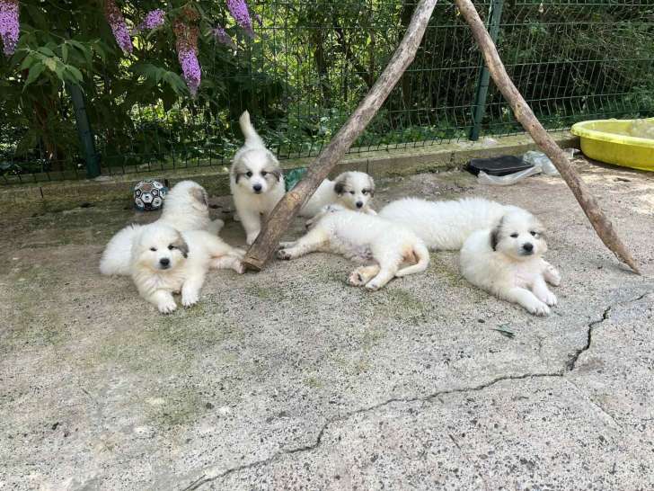 Chiots Montagne des Pyrénées (Patou) LOF à vendre