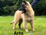 Chiots Berger Belge Tervueren LOF à vendre