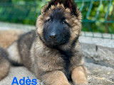 Ades