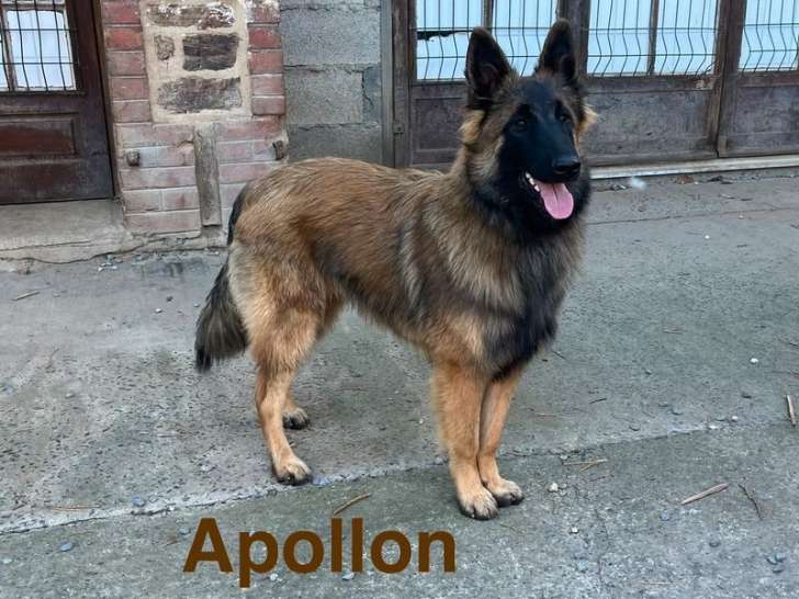 Chiots Berger Belge Tervueren LOF à vendre