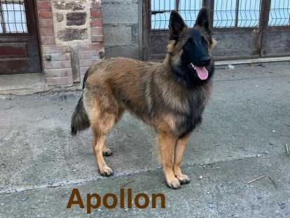 Chiots Berger Belge Tervueren LOF &agrave; vendre