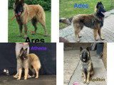Quelque chiots de la portée