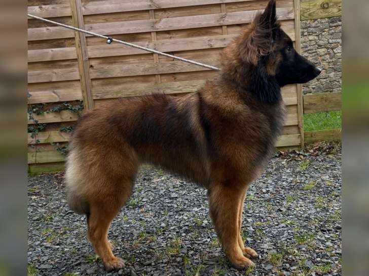 Chiots Berger Belge Tervueren LOF à vendre