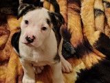 Chiots croisés Labrador, Boston Terrier Et Alapaha Blue Blood Bulldog à vendre