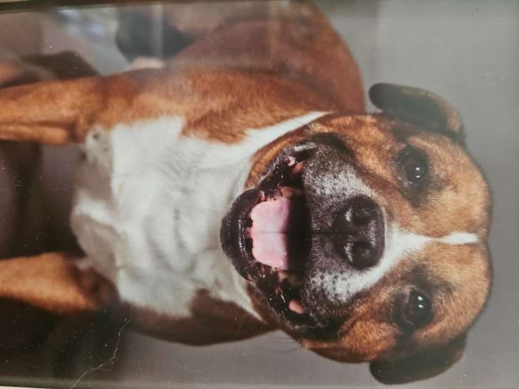 Mâle Staffie disponible pour saillie