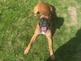 Ulysse, jeune Boxer de 2 ans à donner