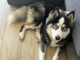 Pomsky mâle de 9 mois à vendre