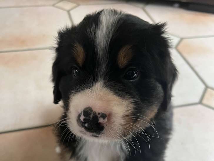 Chiots Bouvier Bernois LOF à vendre