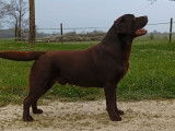 Mâle Labrador LOF disponible pour saillie sur chienne LOF