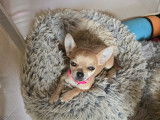 Chiot femelle Chihuahua à vendre