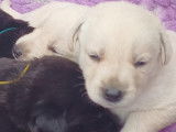 Chiots Labrador croisés Berger Suisse à vendre