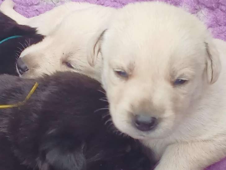 Chiots Labrador croisés Berger Suisse à vendre