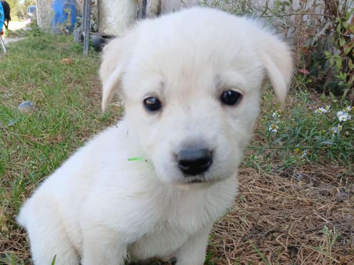 Chiots Labrador croisés Berger Suisse à vendre