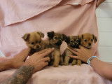 Chiots Chihuahua à vendre