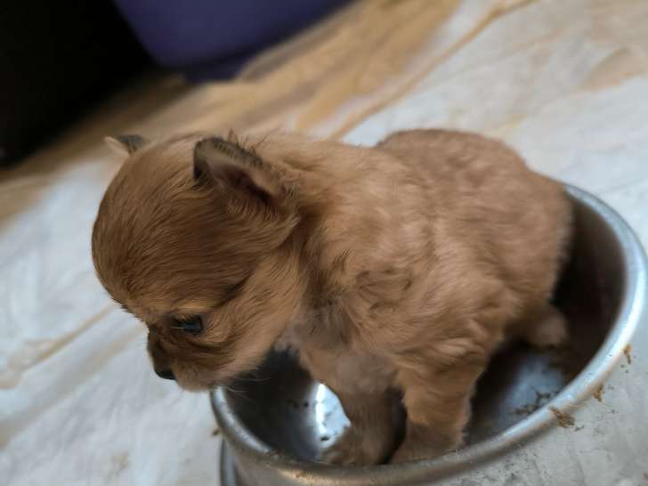 Chiots Chihuahua &agrave; vendre