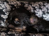 Chiots Chihuahua &agrave; vendre