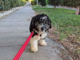 Chiot de type Aussiedoodle mâle à donner