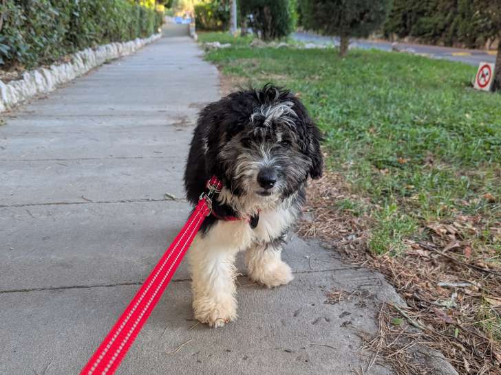 Chiot de type Aussiedoodle mâle à donner