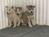 Chiot Alusky à vendre