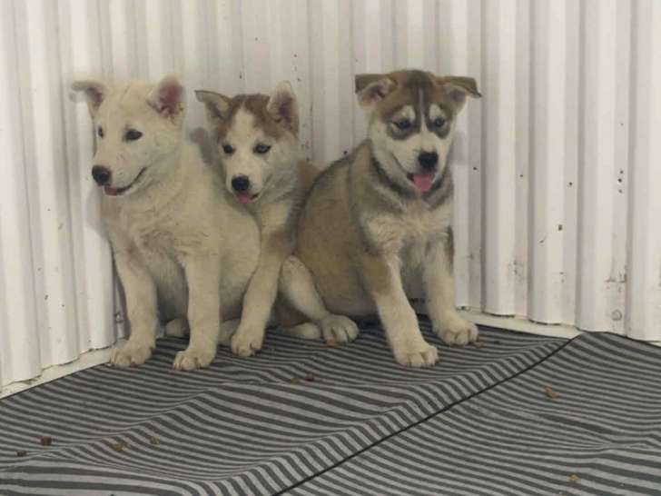 Chiot Alusky à vendre