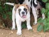 Chiot Bouledogue Continental à vendre pour compagnie