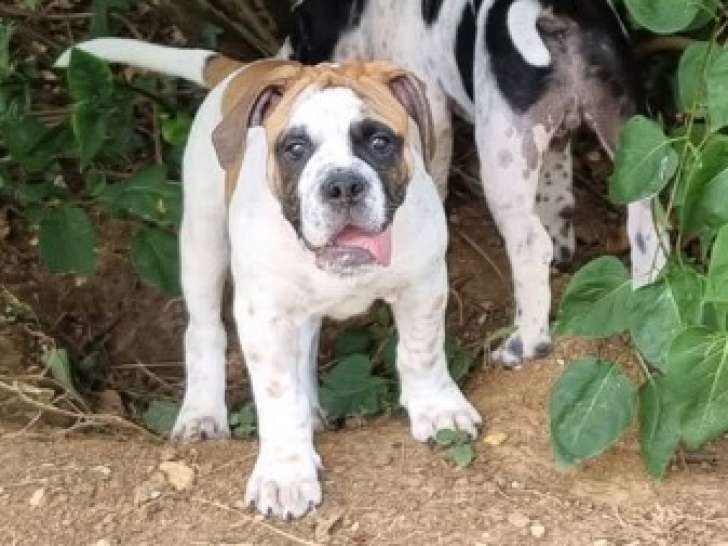 Chiot Bouledogue Continental à vendre pour compagnie