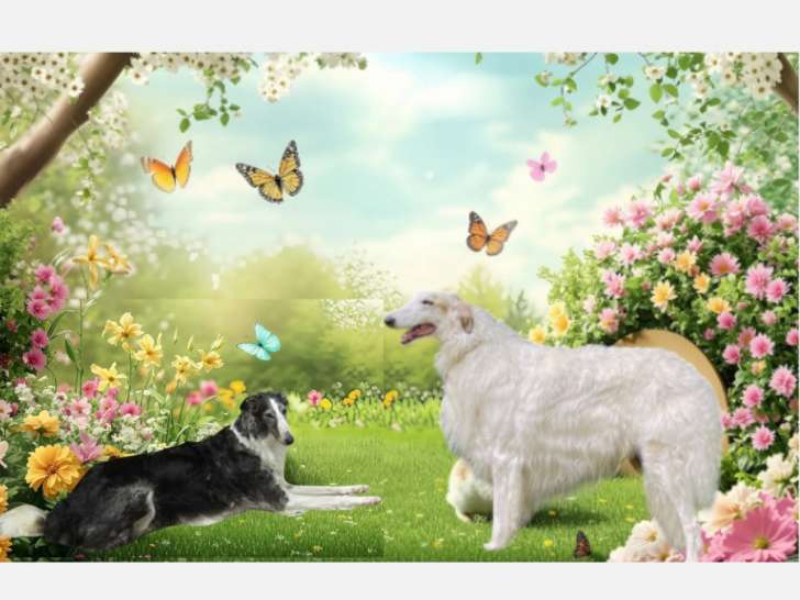 Parents des chiots