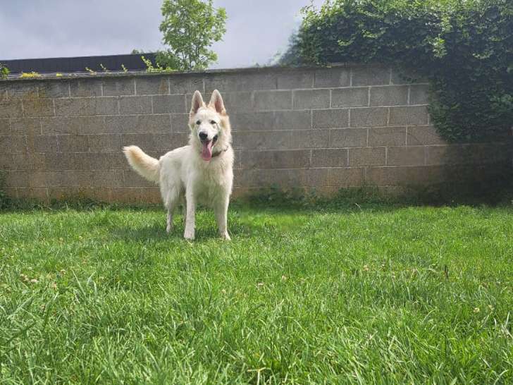 Magnifique étalon Berger Blanc Suisse avec pedigree Saint-Hubert FCI disponible pour saillie