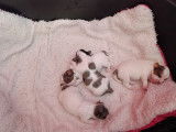 Chiot femelle de type Biewer Yorkshire à vendre