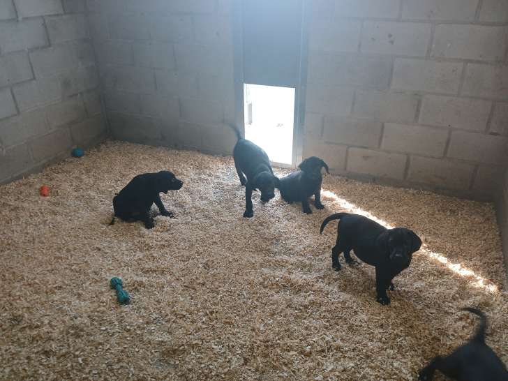 Chiots Labrador noirs à vendre
