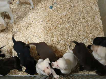 Chiots Labrador noirs, marron ou blonds à vendre