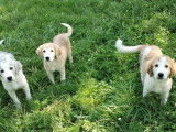 Chiots Berger d'Asie Centrale à vendre